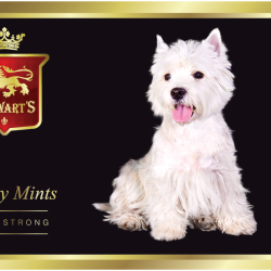 TINNED MINTS 50g BLACK WESTIE